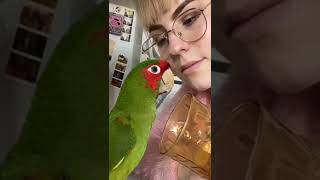 cute parrot funny video #shorts #youtubeshorts 8