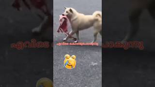 intelligent Baby Dogs funny scenes #funny #shorts #viralvideo #babydog