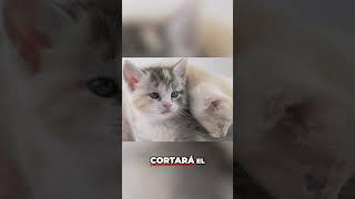 La Primera Hora de Vida de los Gatitos  Cuidado Esencial