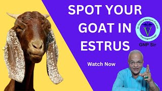 Spotting Heat in Goats: Easy Tips