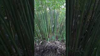 Bamboo Propagation! Turning a clump into over 100 plants!🎋