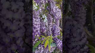 A floral shower Clusters of wisteria flowers #floral #wisteria #flowers #miracle #beautiful #beauty