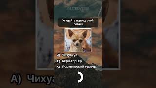 Угадай породу собаки 🐶...?