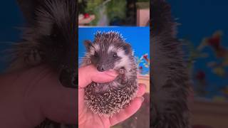 Прощание с ежедевочкой...в добрый путь малышка🥲🤗😘 #cute #pet #animal #hedgehog #ежик #cuteanimals