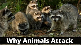 Why Animals Attack