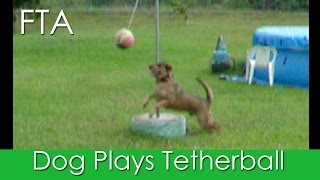 Dog Plays Tetherball