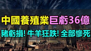 巨虧36億！2024中國養殖慘死一大片！豬虧損！牛狂跌、羊掉價！連雞鴨鵝都嚴重虧損，養殖戶虧到血本無歸，農民慘不忍睹，中國養殖畜牧業四面楚歌