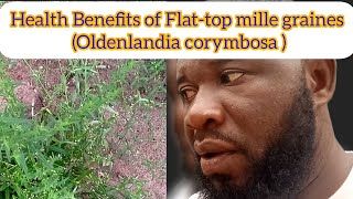 Health Benefits of Flat-top mille graines ( Oldenlandia corymbosa)