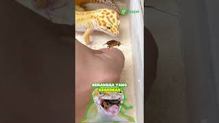 Ini dia beberapa penyebab gecko muntah yang perlu kalian hindari ‼️🦎#geckomuntah #geckosakit