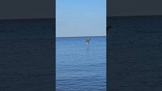 A Beautiful Pelican Makes Flying Seem Like Sailing Over Ocean. #shorts