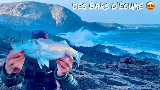 DES BARS D'ÉCUME ! Pêche du Bar du Bord Décembre 2023