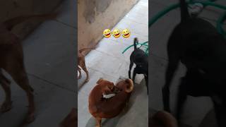 Ada pavigala theyrichi oduranuga🤣🤣🤣models not interested #comedy #doglover