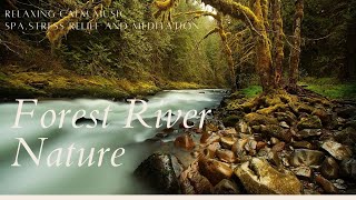 Relaxing Calm Music : 'Forest River Nature' Spa, Stress Relief and Meditation