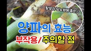 양파 효능 부작용~ 양파 당뇨병과 탈모방지, 다이어트에 이런 효과가! onion