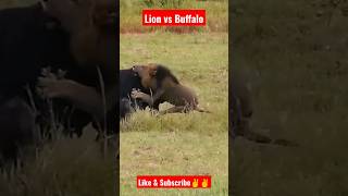 Lion 🦁🦁 hunt Buffalo🐃🐃 #youtube #lion #viral #shorts