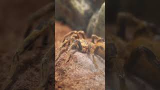 Most Deadliest Spiders in the World #deadliestspiders #shorts #short