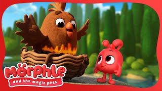 Morphle's a Hoot! 🦉 | Morphle's Family | My Magic Pet Morphle | Kids Cartoons