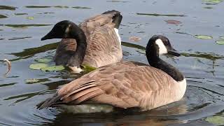 Canadian Geese eating and enjoying the day !