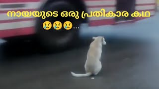 ഒരു നായയുടെ പ്രതികാര കഥ 😢😢😢