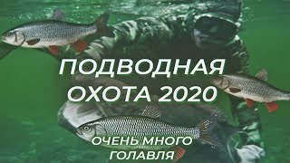 Подводная охота 2020 закрытие, СТАИ ГОЛОВЛЯ!!!