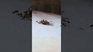 Ants having lunch of house fly