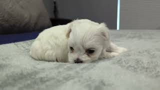 Maltese Puppy Pearl