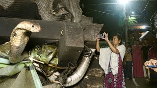 इतना जहर ले सकता है 10 हाथियों की जान,देखें चंद्रनाग का खौफनाक मंजरBig Cobra hidden in roof of house