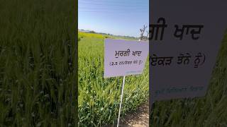 ਮੁਰਗੀ ਖਾਦ ਵਾਲੀ ਕਣਕ #shorts #viral #youtubeshorts #ਕਣਕ  #nyarapunjab