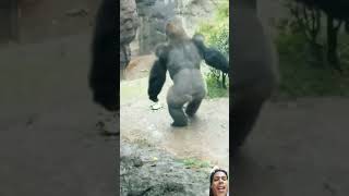 Gorilla Rainy day Reaction!☔🦍 #shorts #viral #trending #viralvideo #youtubeshorts #ytshorts #memes