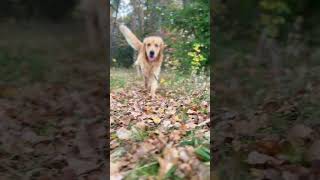 Golden Boogie #Goldenretriever #Dog #Goldie #CuteDog #SweetDog #NatureLover #GoOutside #Shorts