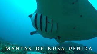 Mantas of Nusa Penida