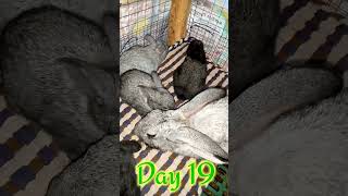 All About Rabbits || Day 19 Baby rabbits update