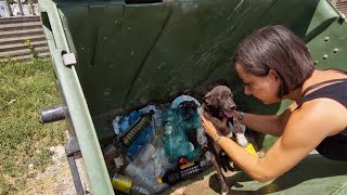 Puppies dumped like trash....abandoned and helpless to die.