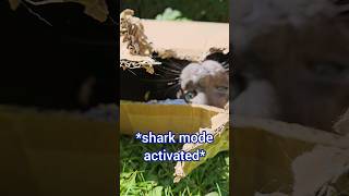 Macavity's Shark Mode Activated! Funny Grey Cat in a Cardboard Box