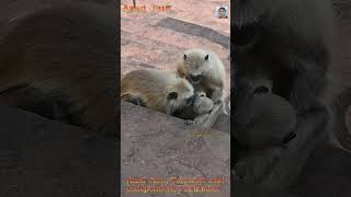 Bandar Monkey and baby monkey #bandar #monkey #langur #langoor