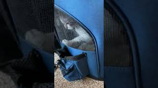 HALOVIE Pet Carrier Backpack Expandable Review, Safety latches on zippers to stop the clever escape