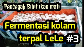 #kolamterpal #kolamlele   Bagaimana cara fermentasi kolam terpal lele agar bibit lele tidak mati