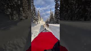 Kingmik Dog Sled in Lake Louise Canada #美国生活 #加拿大#lakelouise #dogsled