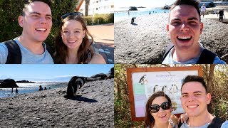 Simons Town Penguins- Boulders Beach and Waters Edge