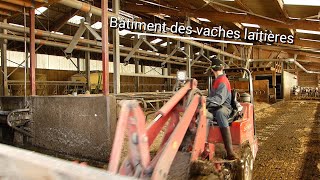 Présentation du bâtiment des vaches laitières +mise à l'herbe des vaches🐮