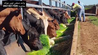 Hydroponic fodder ( cattle sheep ) علوفه هیدروپونیک