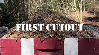 First Cutout | #colesfarmnc #jacksonvillenc #beekeeping #beeremoval