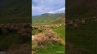 Nomad Iran | flock of sheep grazing in spring nature 😍 #nomadlife #iran #sheep #viralshorts