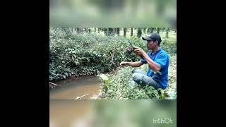 jos tenan mancing wader di sungai, macing wader joran lentur...