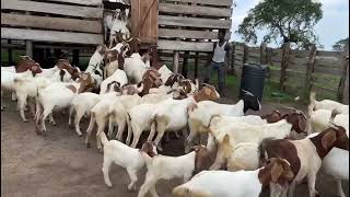 Boar goats farming in western uganda