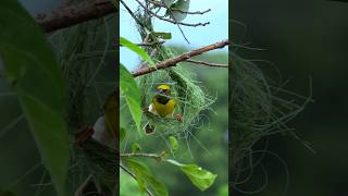 Greatest Artist. Skills by Nature. baya weaver