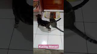 #kucing#Menari, Si Bola & Si Belang