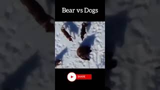 Dogs Attack a Bear #shorts