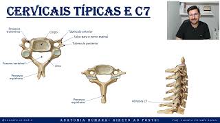 Vértebras cervicais típicas e C7 - Esqueleto axial - Sistema esquelético - Anatomia humana