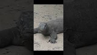 Wild Komodo Dragons